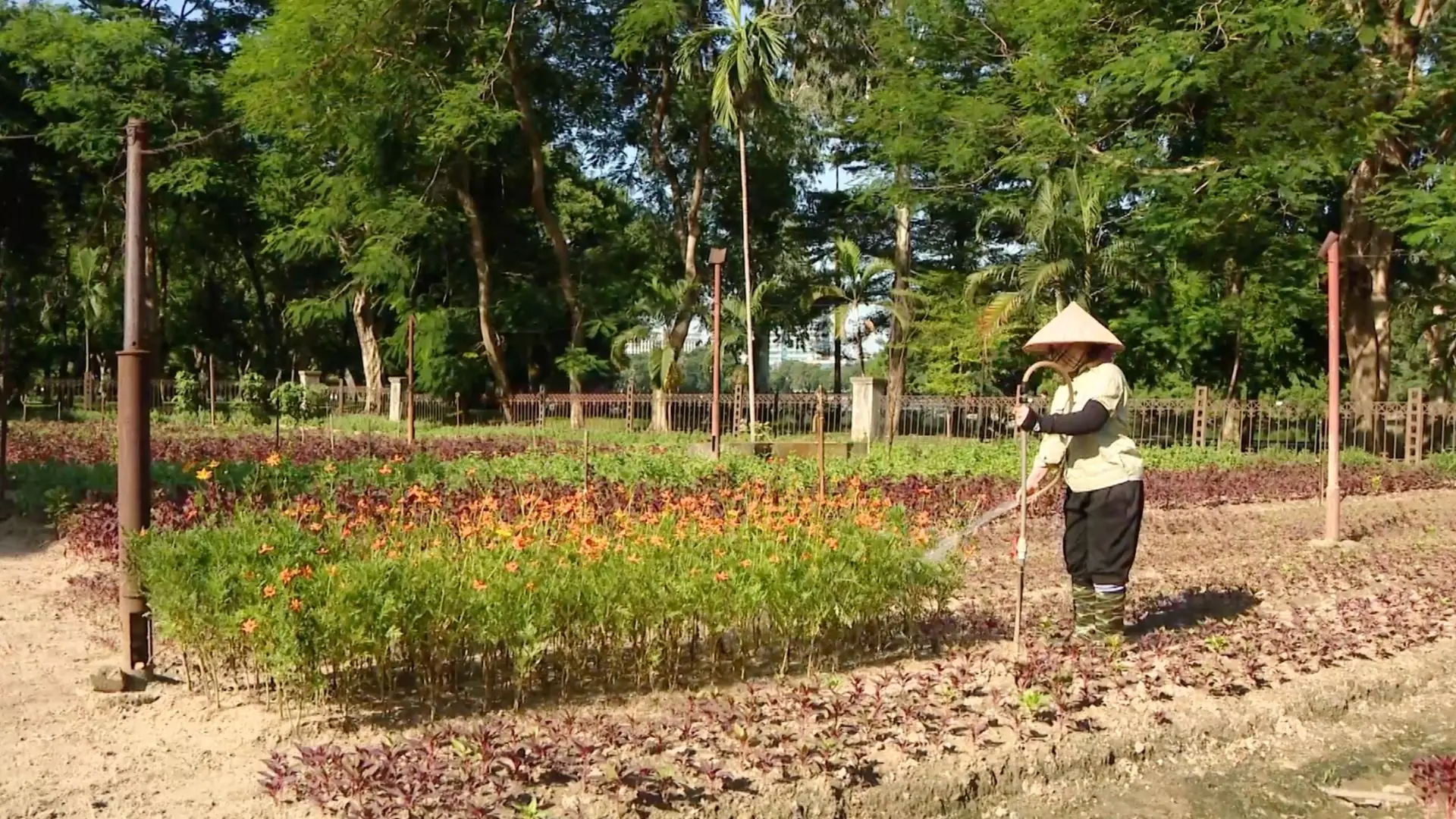 Giữ màu xanh trong công viên Thống Nhất